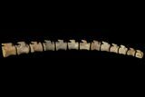 Composite Hadrosaur Tail - Alberta (Disposition #-) #129798-3